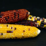 Corn, Fiesta, Hybrid, Ornamental, Heirloom Seeds