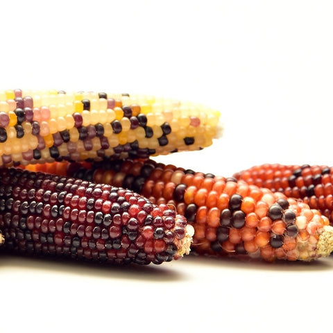 Corn, Fiesta, Hybrid, Ornamental, Heirloom Seeds