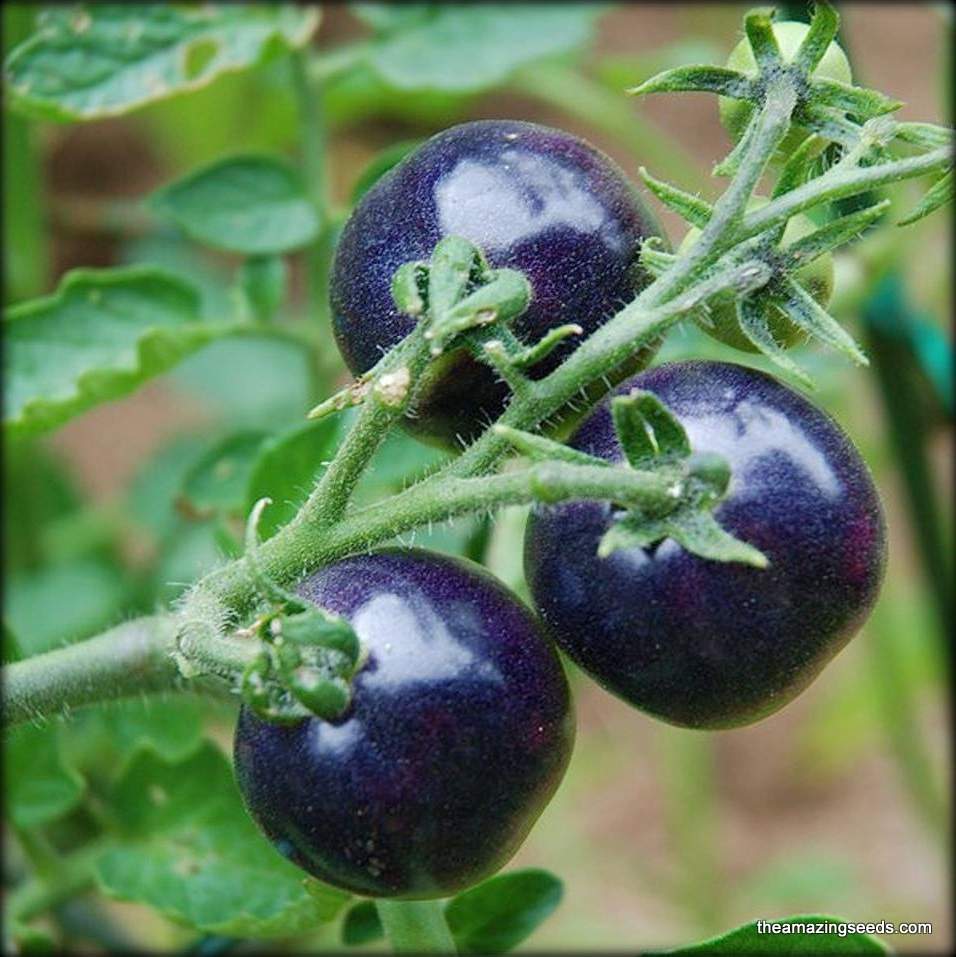 indigo rose tomato seeds Indigo Rose Tomato Seeds – Organic, High-Yield, Deep Purple Heirloom Variety