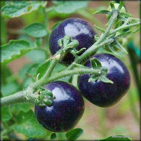 Organic,  Indigo Rose Tomato Seeds