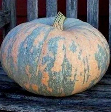 Heirloom, Organic Winter Squash, IRAN Seeds
