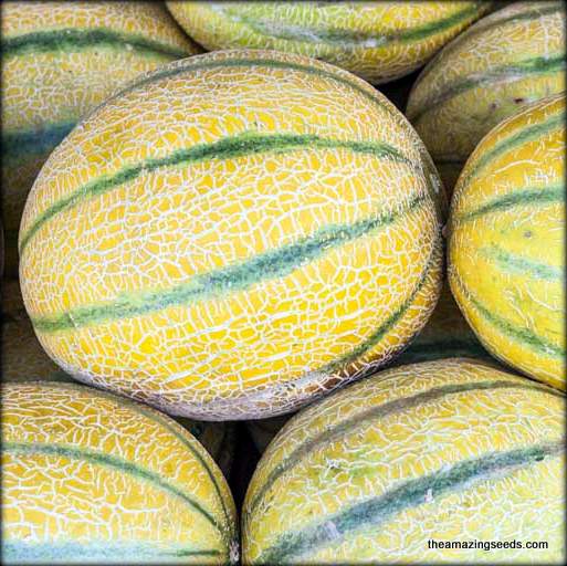 Melon, Cantaloupe, Israel Ogen Seed
