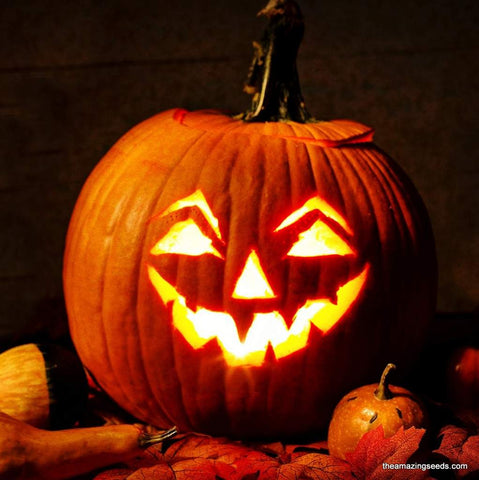Heirloom Jack O' Lantern Pumpkin Seeds
