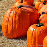 Heirloom Jack O' Lantern Pumpkin Seeds