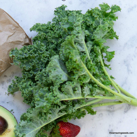 Dwarf Siberian Improved KALE Seeds/Leafy vegetable