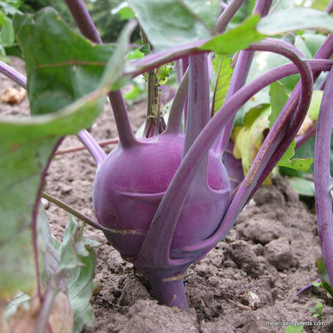 Kohlrabi - Purple Vienna