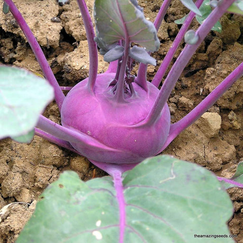 Kohlrabi - Purple Vienna