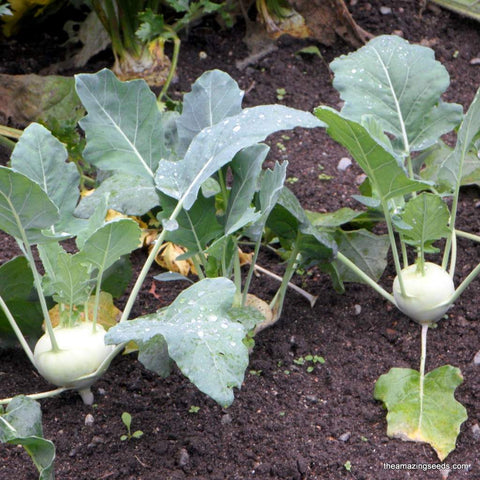 Kohlrabi - White Vienna