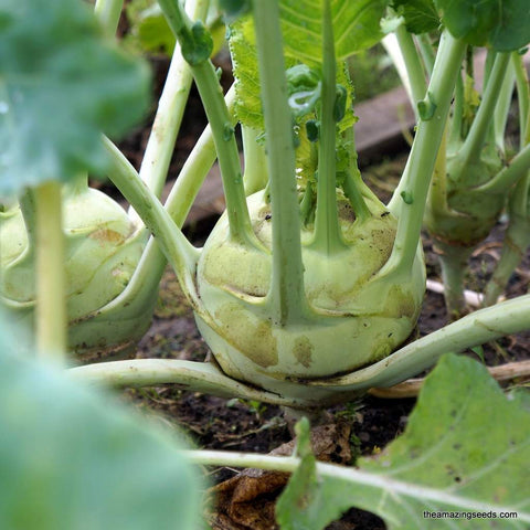 Kohlrabi - White Vienna