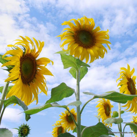 Sunflower Mammoth Grey Stripe Seeds