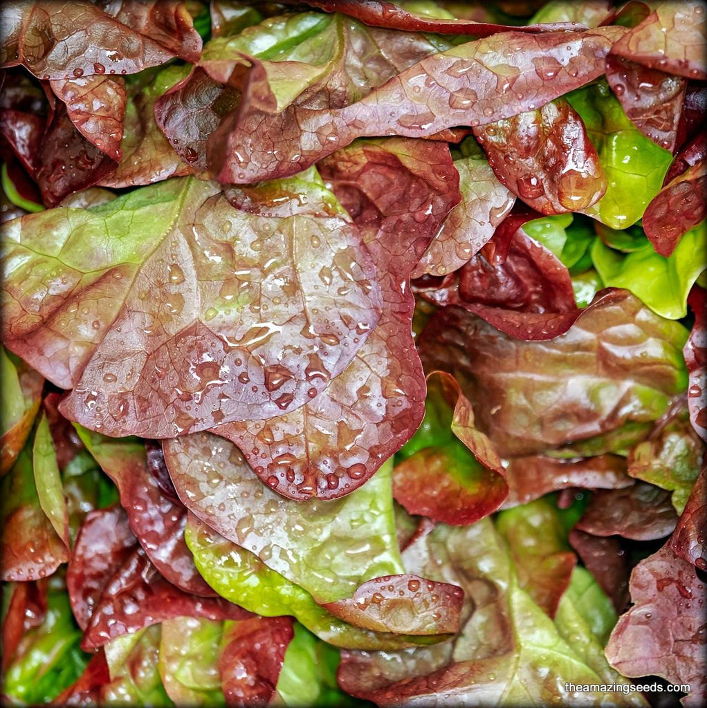 Lettuce, Lolla Rosso Darky Leaf, Heirloom Seeds