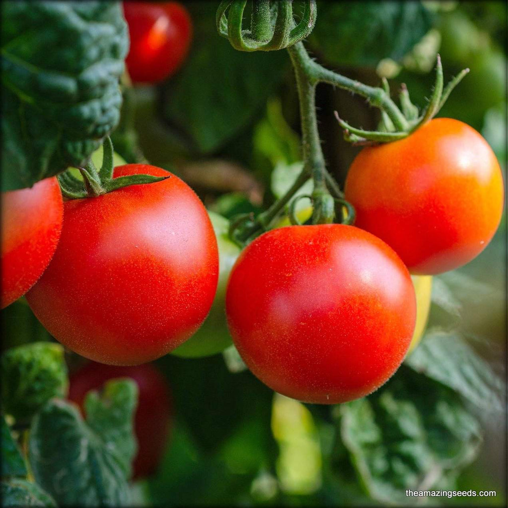 Heirloom Marglobe Tomato Seeds