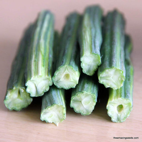 Organic Drumsticks, Morianga Seeds, Moringa Oleifera, Horseradish Tree, Kelor, Bensolive Seeds