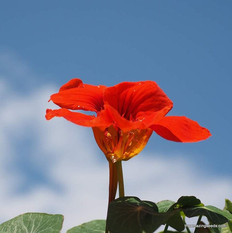 Nasturtium, Tall Single Blend Seeds, Microgreens