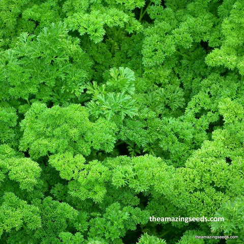 Parsley, Tripled Curled, Heirloom Seed