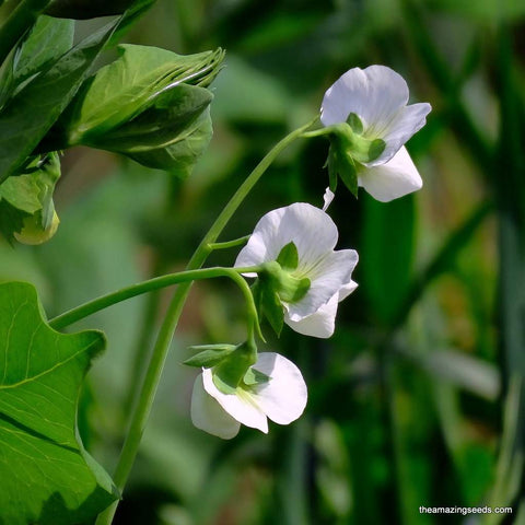 Flower, Snow Peas, Oregon Sugar Pod II, Pisum sativum, Heirloom Seeds