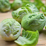 Brussel Sprout, Long Island Improved Seed, Heirloom