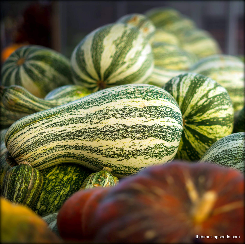 Pumpkin, Cushaw Green Stripe, Winter Squash, Heirloom Seeds
