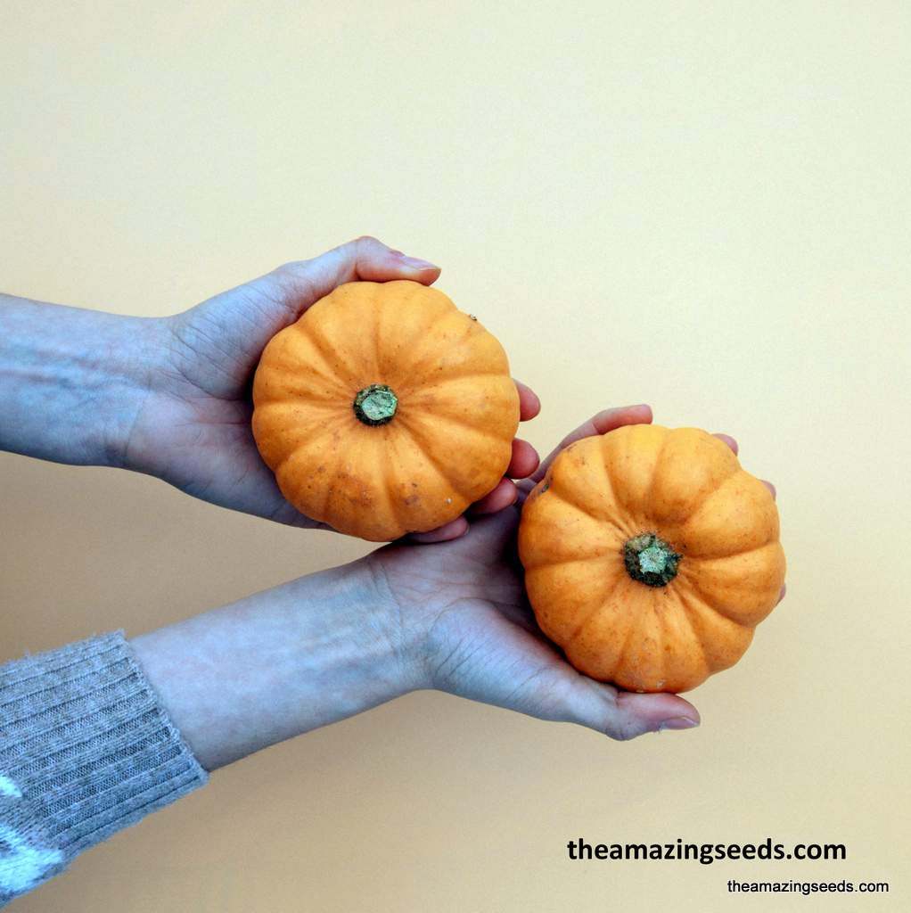 Pumpkin, Jack be Little, Orange, Cucurbita Pepo, Small, Mini Harvest pumpkin, Heirloom Seed