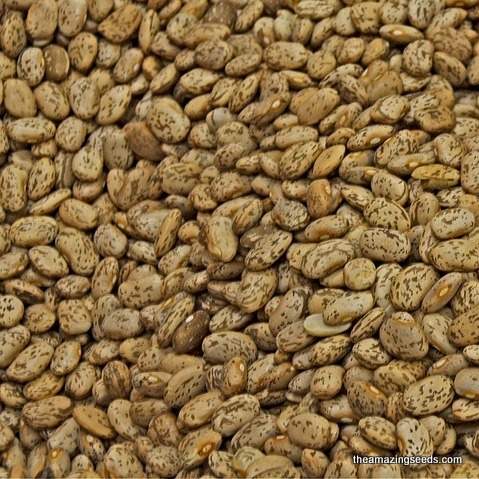 Shell Pinto/Shelling Pinto Bean Vegetable Garden Seed/haseouslus vulgaris/Non-GMO/Heirloom/Open Pollinated