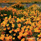 Flower, California Poppy, Orange, wildflowers, Native flower Seeds