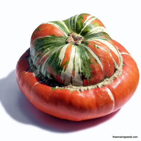Gourd, Turk’s Turban, Turban squash, French Turban, mushroom shaped, Decorative Squash, Heirloom Seeds