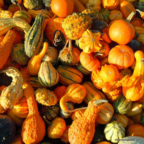 Gourd, Small Mixed, Heirloom Seeds, Ornamental gourd