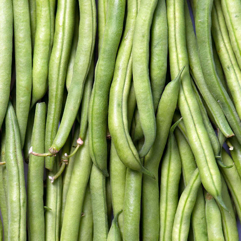 Beans, SLENDERETTE, Green Bush Bean, Heirloom Seeds