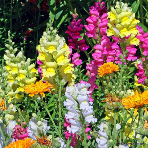 Snapdragon Assorted Mix Seeds