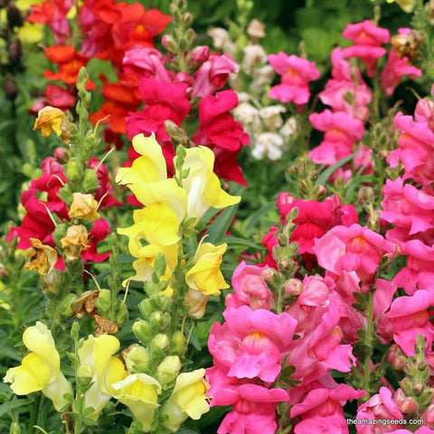Snapdragon Assorted Mix Seeds