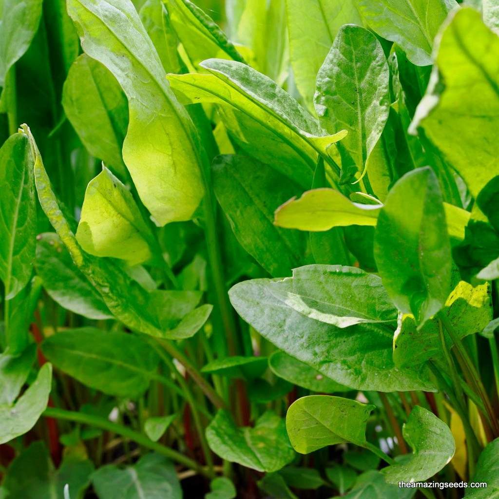 Large Leaf Sorrel Culinary Herb Gardening & Micro Greens Seeds