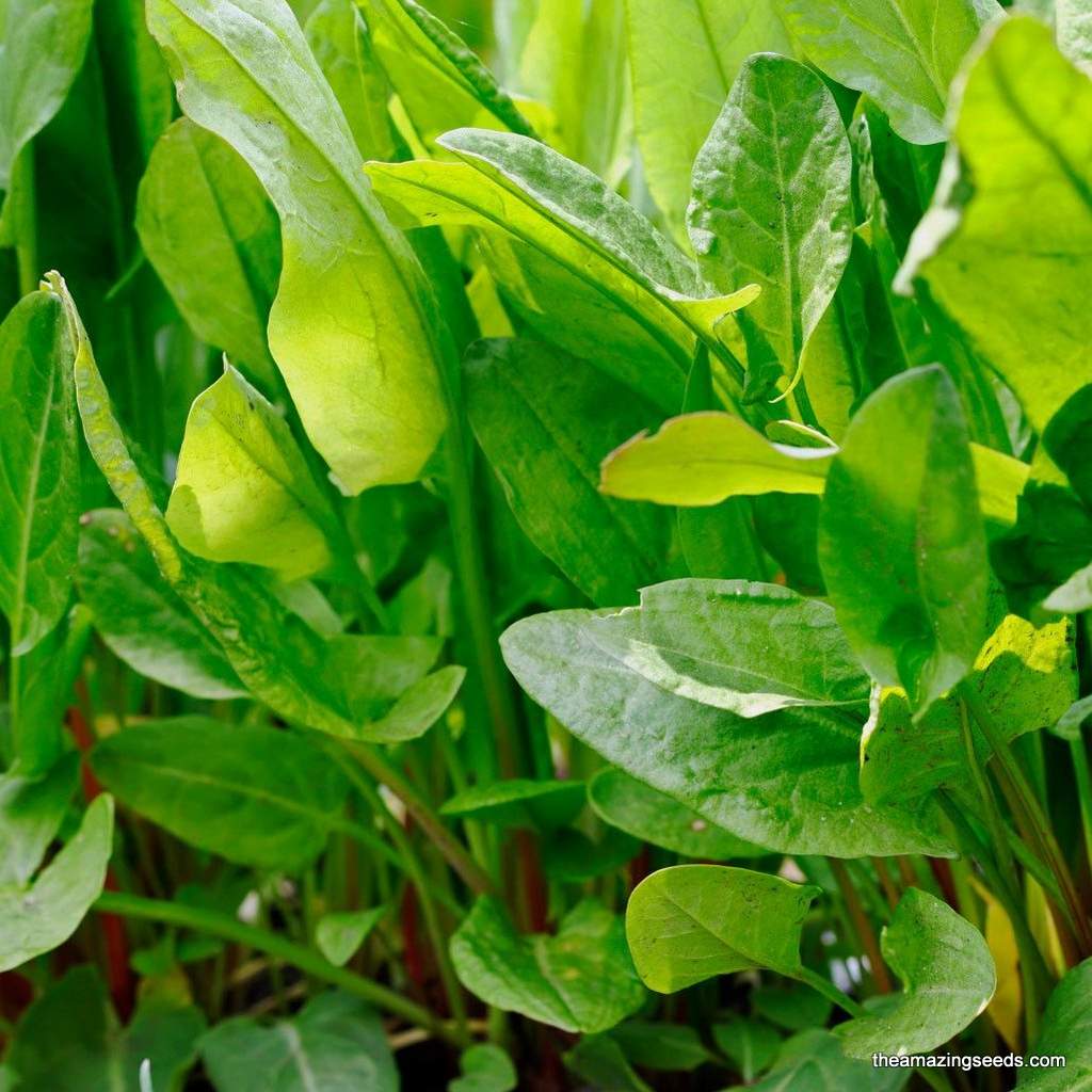 sorrel seeds for planting Large Leaf Sorrel Culinary Herb Gardening & Micro Greens Seeds