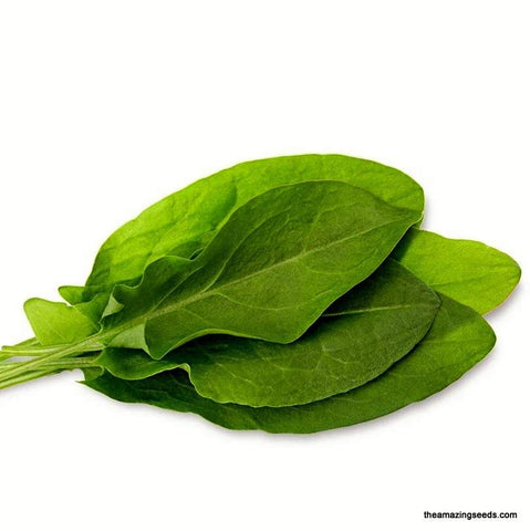 Large Leaf Sorrel Culinary Herb Gardening & Micro Greens Seeds