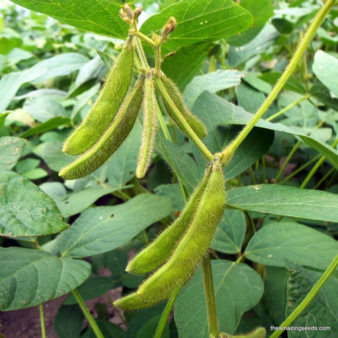 Soybeans, Yellow, Edamame, Non GMO, Microgreens, Sprouting, Heirloom Seeds