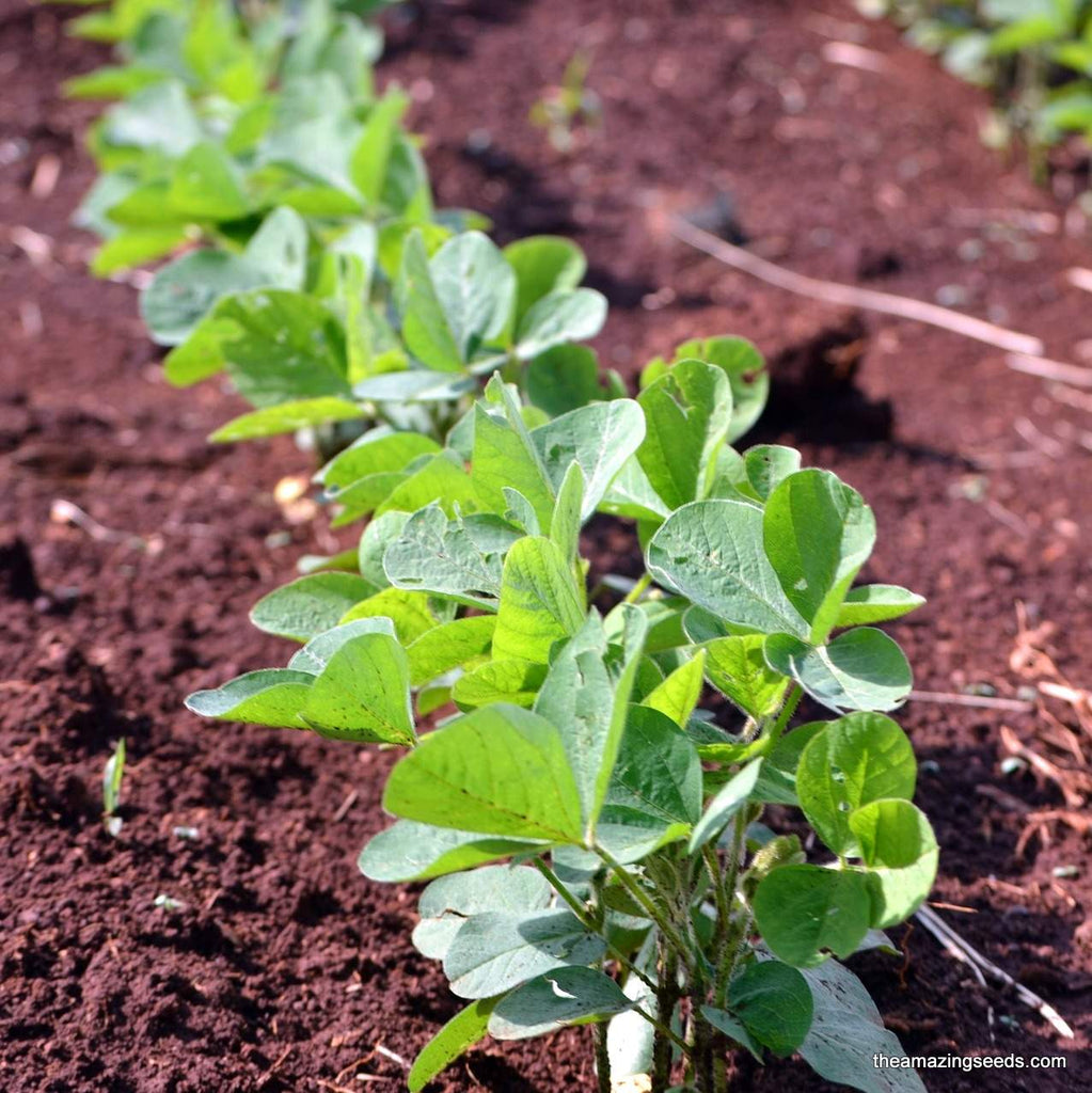edamame garden seeds Soybeans, Yellow, Edamame, Non GMO, Microgreens, Sprouting, Heirloom S – The Amazing Seeds