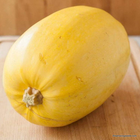 Vegetable Spaghetti Squash Seeds