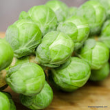 Brussel Sprout, Long Island Improved Seed, Heirloom