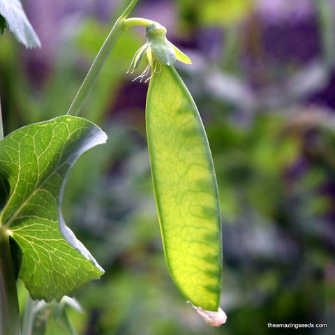 Peas, Snow Peas, Oregon Sugar Pod II, Pisum sativum, Heirloom Seeds