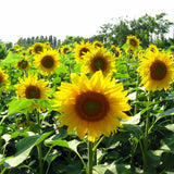Sunflower Black Oil, Non GMO