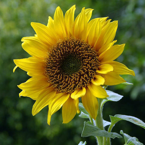 Sunflower Black Oil, Non GMO