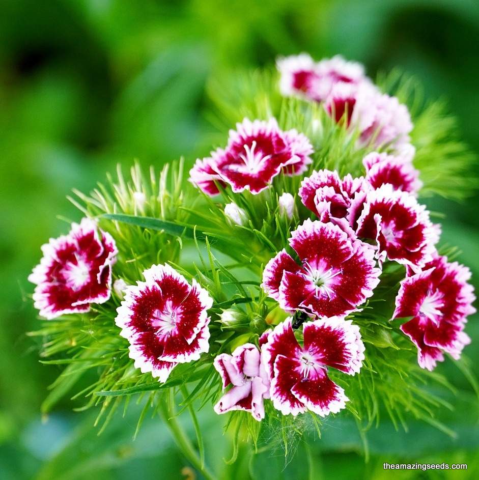 sweet william flower seeds Flower, Dianthus, Sweet William,Double Mix Seeds