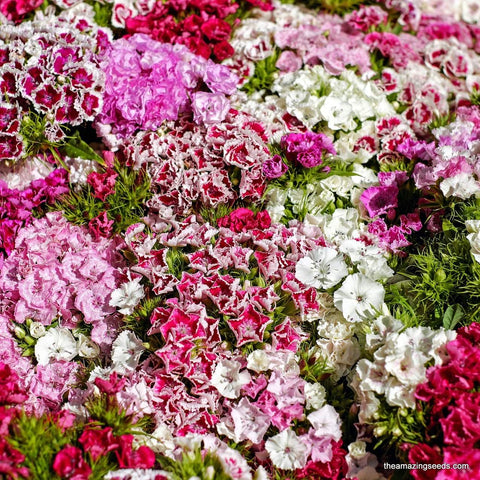 Flower, Dianthus, Sweet William,Double Mix Seeds