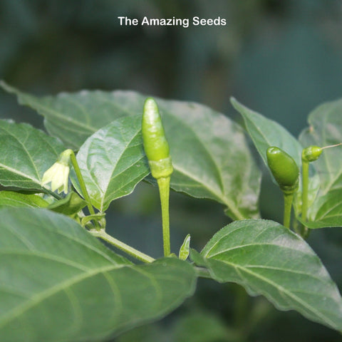 Tabasco Hot Pepper Seed