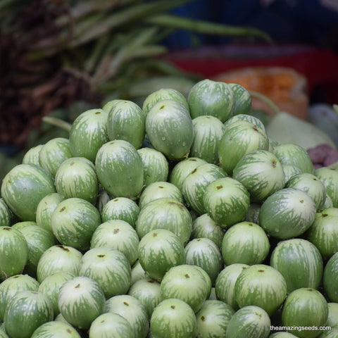 Green Small Round Thai Eggplant, Petch Siam, Aubergine,  Matti gulla, Brinjal