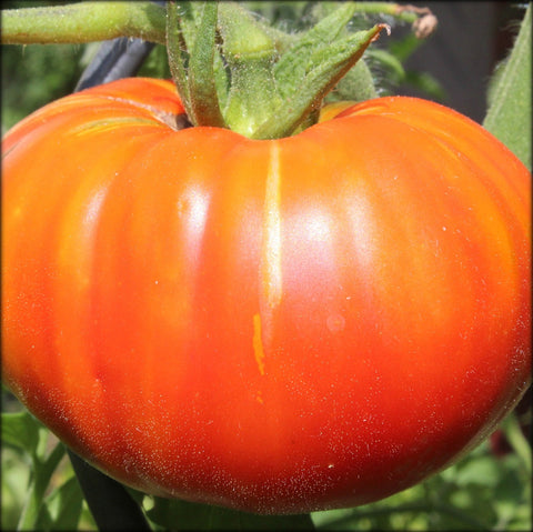 Heirloom Beefsteak Tomato  Seeds