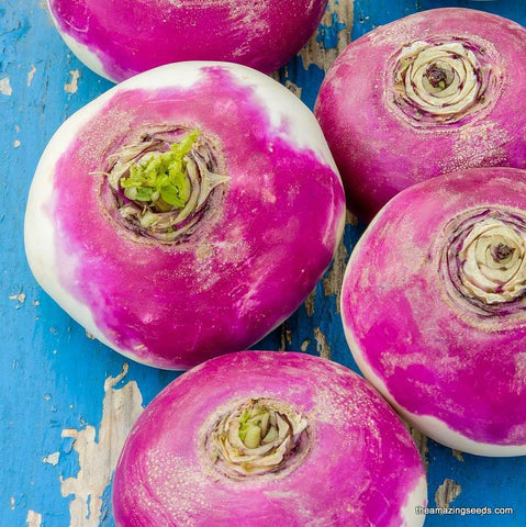 Turnip, Purple top, Brassica, Microgreens, Heirloom Seeds