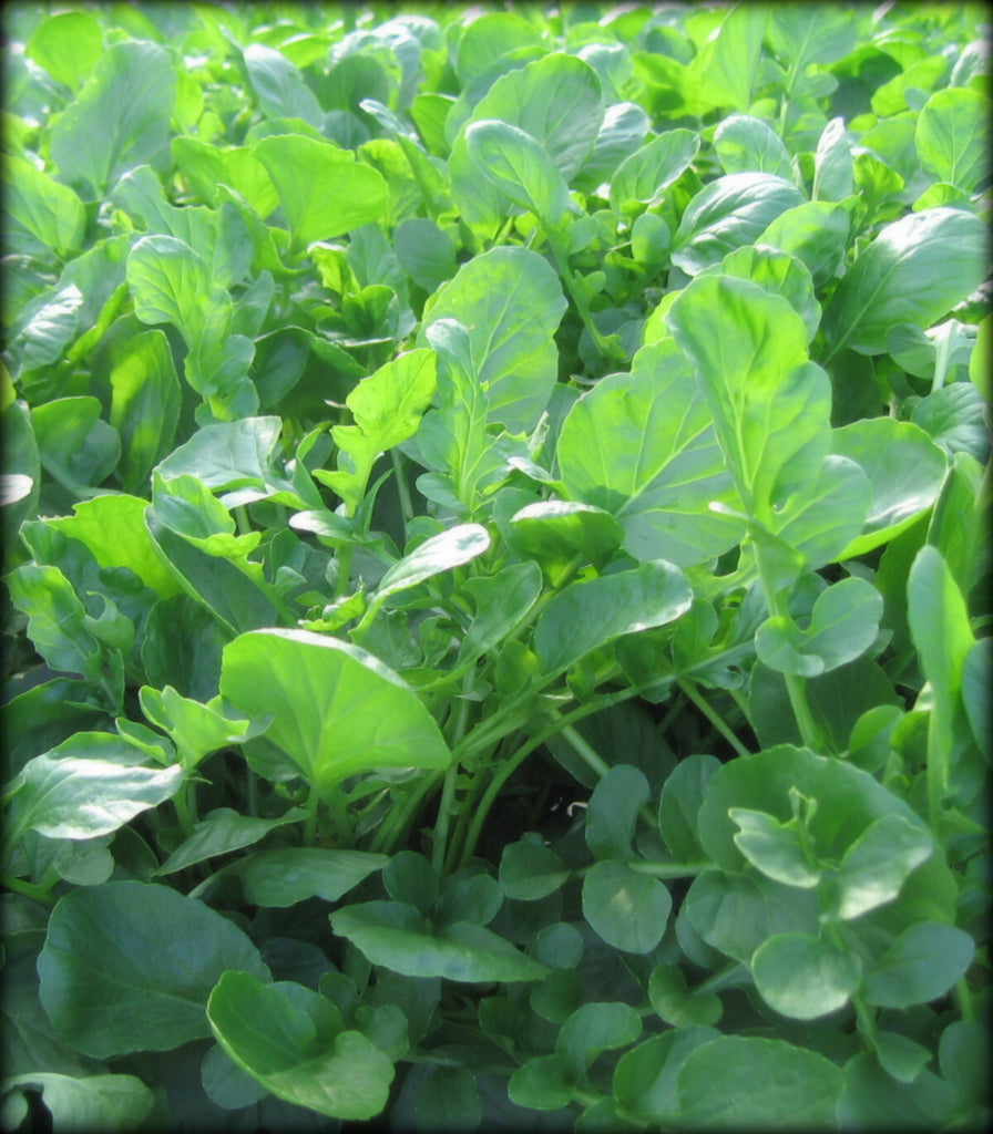 Upland Cress, Barbarea verna, Heirloom Seed(300 Seeds)