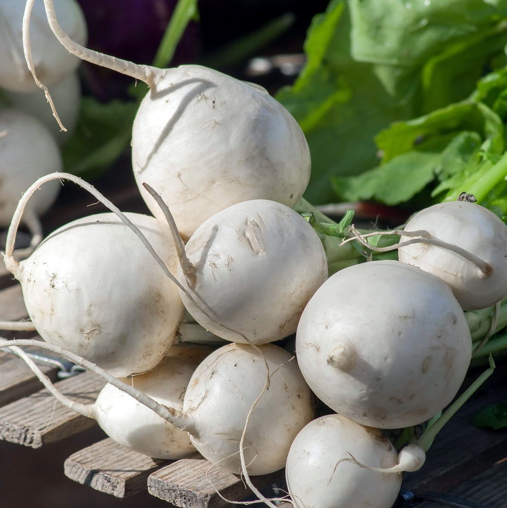 Turnip, Seven Top, Southern Prize, Brassica rapa, Turnip greens, Heirloom Seeds
