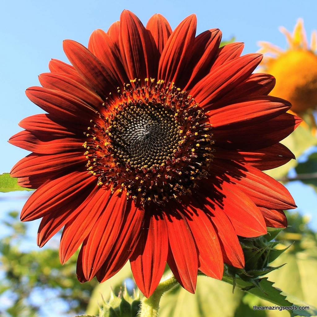 Velvet Queen Sunflower Heirloom Seeds