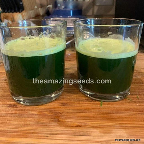 Organic Wheatgrass Seeds/Wheat grass Juicing/Pet Grass
